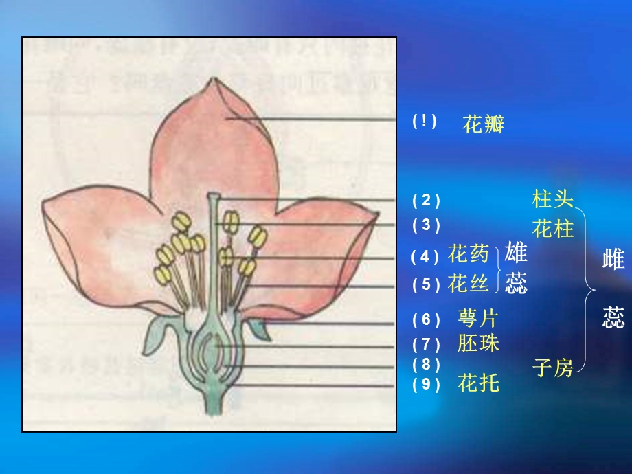 九年级生物被子植物生殖课件.ppt_第3页