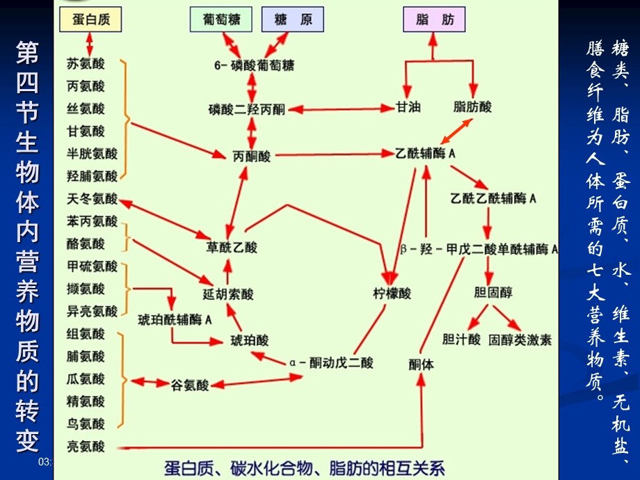 营养物质的转变剖析课件.ppt_第1页