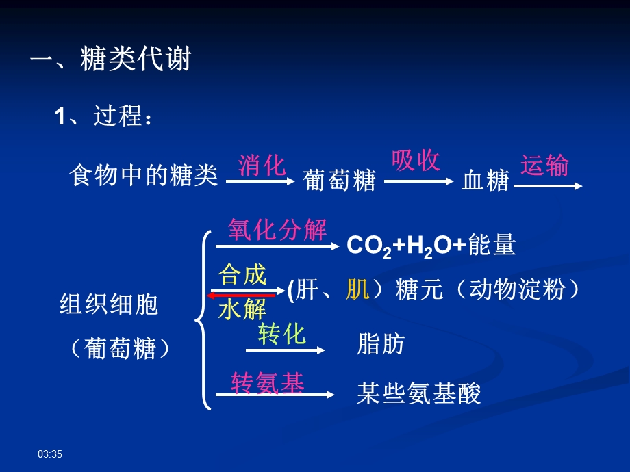 营养物质的转变剖析课件.ppt_第3页