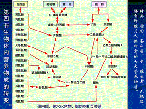 营养物质的转变剖析课件.ppt