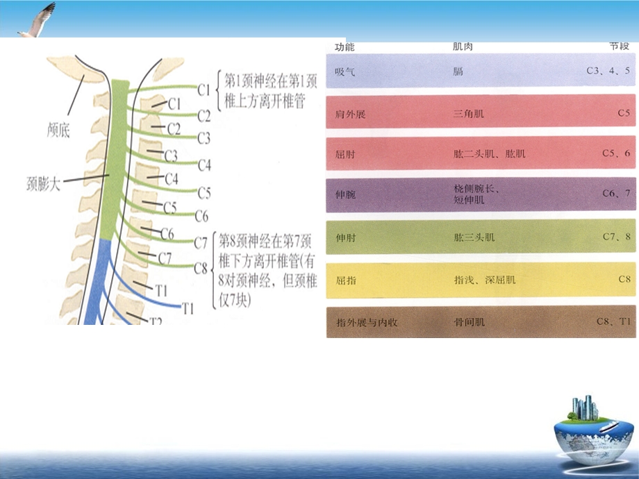 颈椎骨折脱位诊断与治疗课件.pptx_第2页