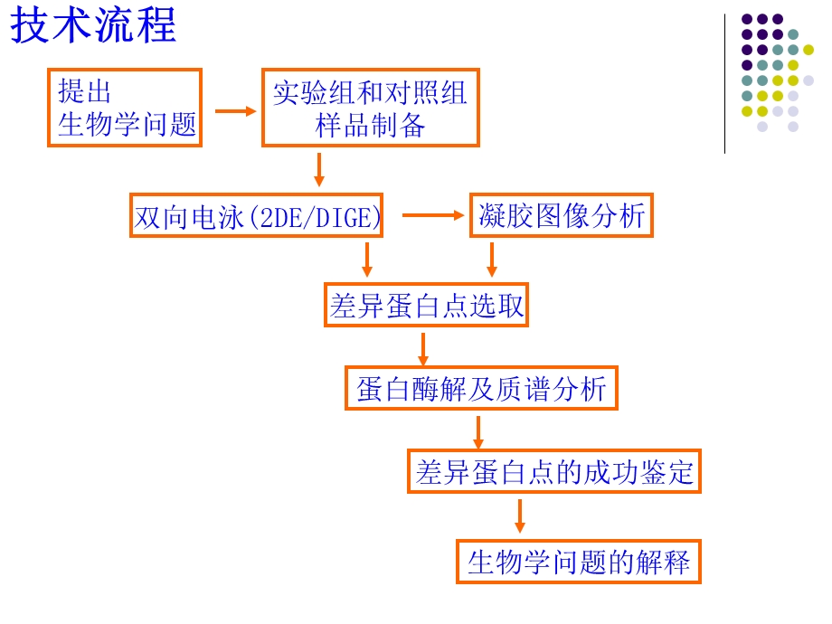 XX生物技术公司蛋白质双向电泳知识学习课件.ppt_第3页