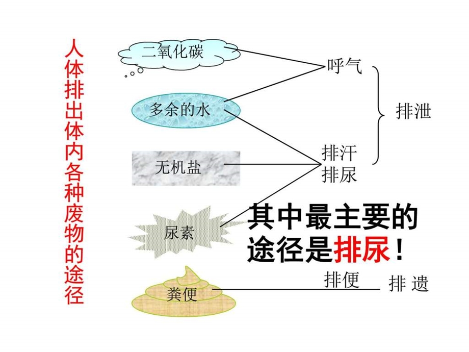 人教版七年级生物下册ppt课件-人体内废物的排出.ppt_第3页