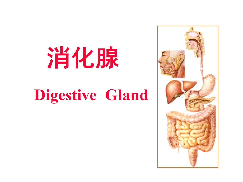 医学专业ppt课件消化腺.ppt_第1页