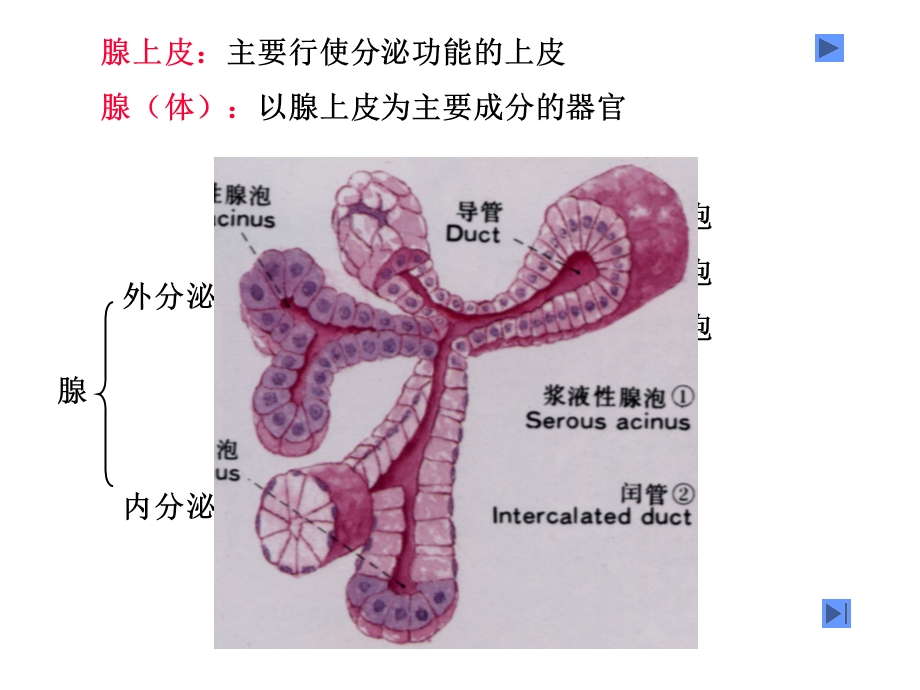 医学专业ppt课件消化腺.ppt_第2页