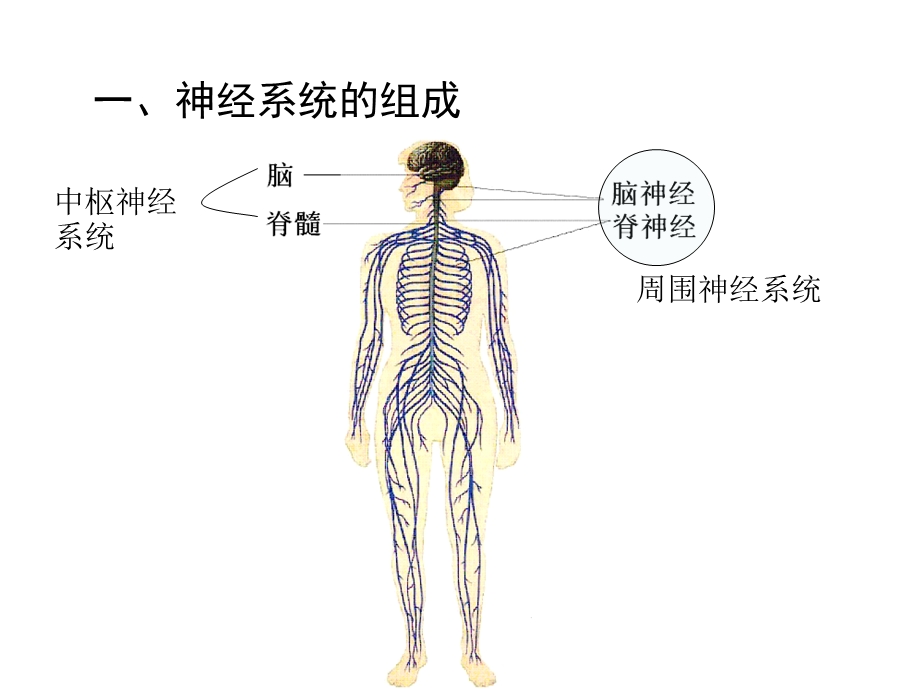 北师大版七年级下册生物第九单第一节课件.ppt_第3页