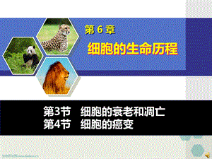 全国青年教师素养大赛一等奖ppt课件6-3-细胞的衰老和凋亡和癌变.ppt