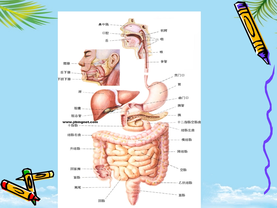 胃肠镜检查前后护理课件.ppt_第2页