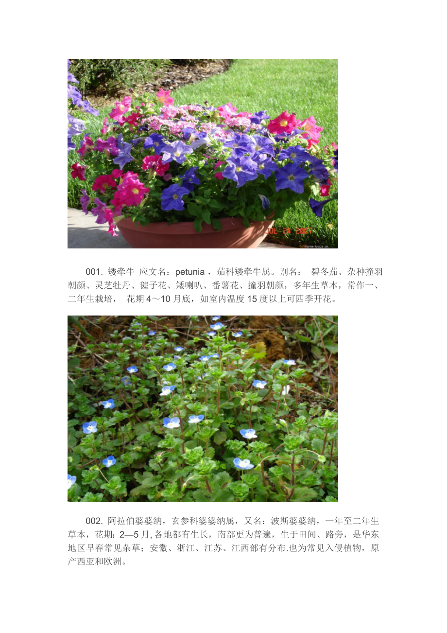 131种常用花卉、地被植物(附图片).doc_第2页