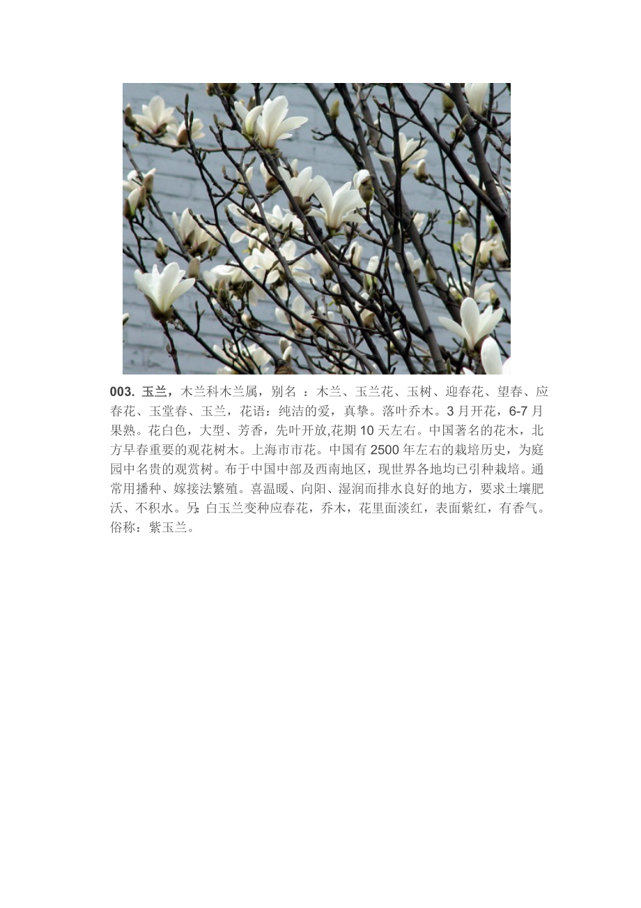 131种常用花卉、地被植物(附图片).doc_第3页