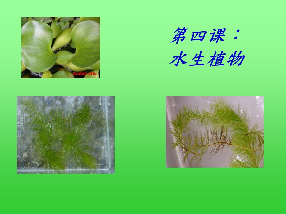 三年级上册科学实用ppt课件-1.4-水生植物-教科版.ppt_第1页