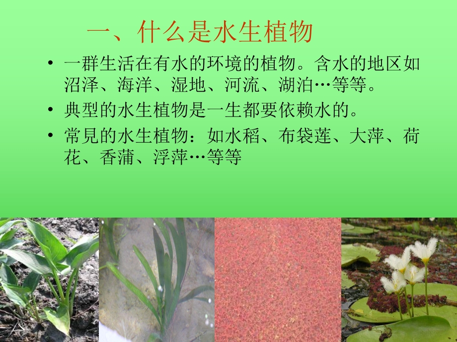 三年级上册科学实用ppt课件-1.4-水生植物-教科版.ppt_第2页