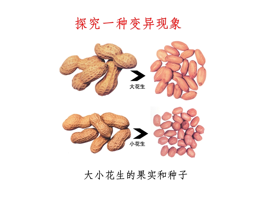 人教版生物八年级下册生物的变异课件.pptx_第3页