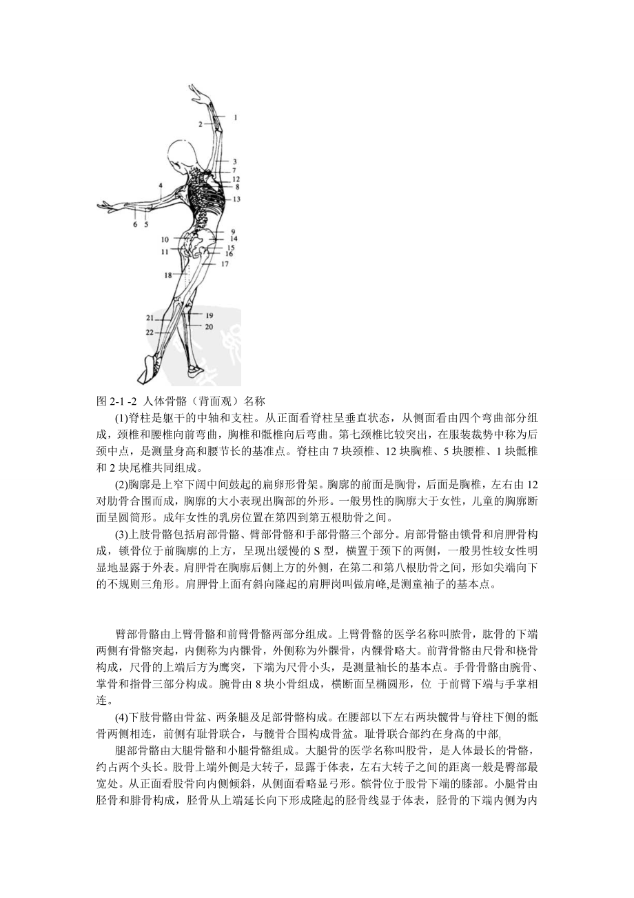 模特的人体骨骼表现说明.doc_第2页