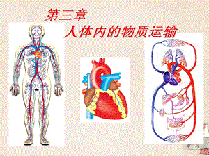 七年级生物第2讲人体内的物质运输复习ppt课件新人教版(精).ppt