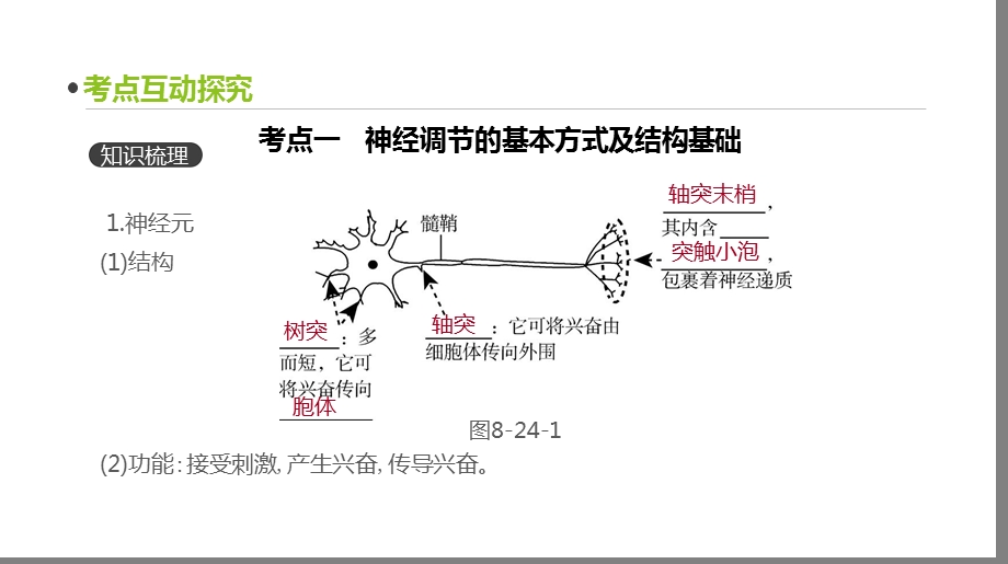 高三生物一轮复习ppt课件第24讲人和高等动物的神经调节.pptx_第3页