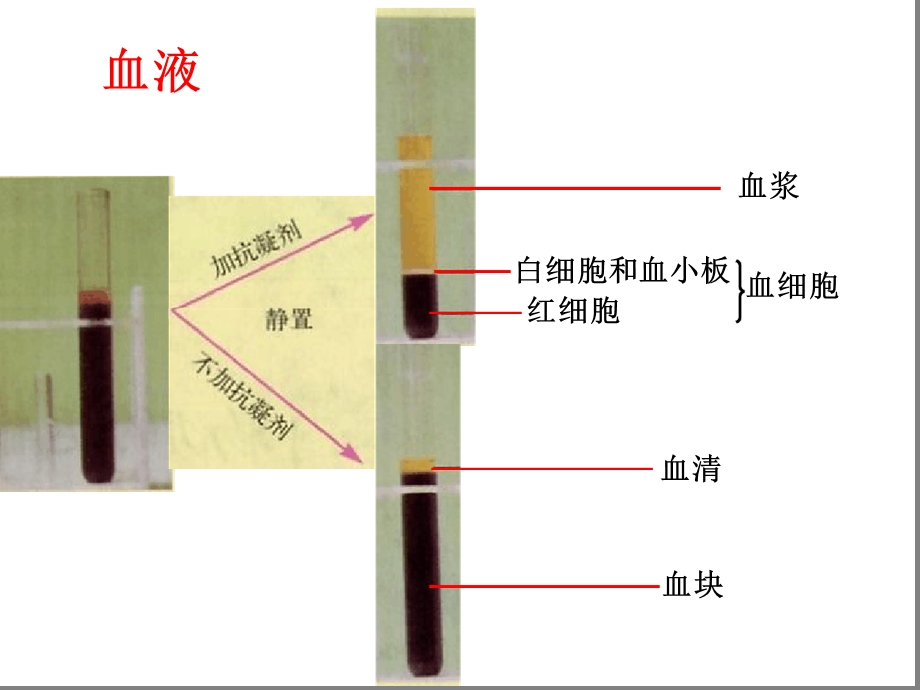 七年级下册生物ppt-人体内的物质运输课件北京版.ppt_第2页