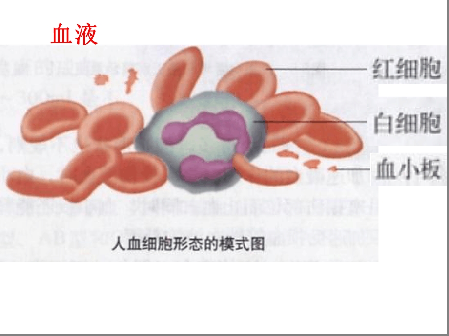 七年级下册生物ppt-人体内的物质运输课件北京版.ppt_第3页