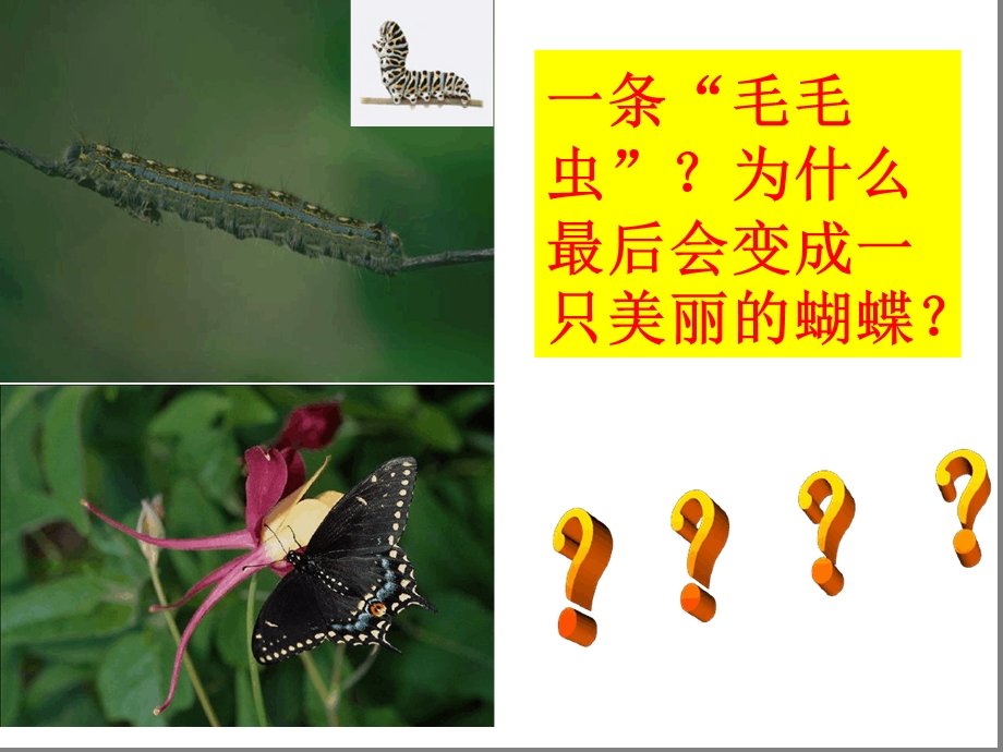 八年级生物第二节昆虫的生殖和发育ppt课件人教版.ppt_第2页