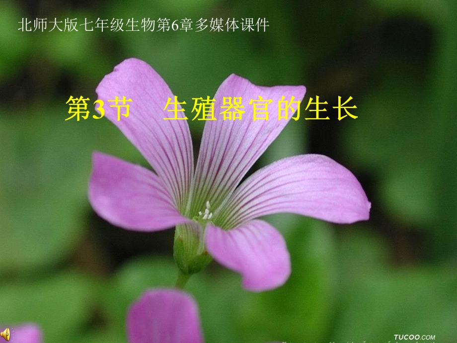 七年级生物花的结构课件.ppt_第1页