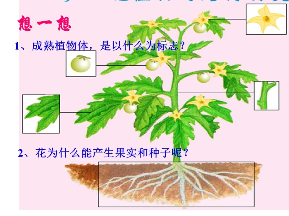 七年级生物花的结构课件.ppt_第2页