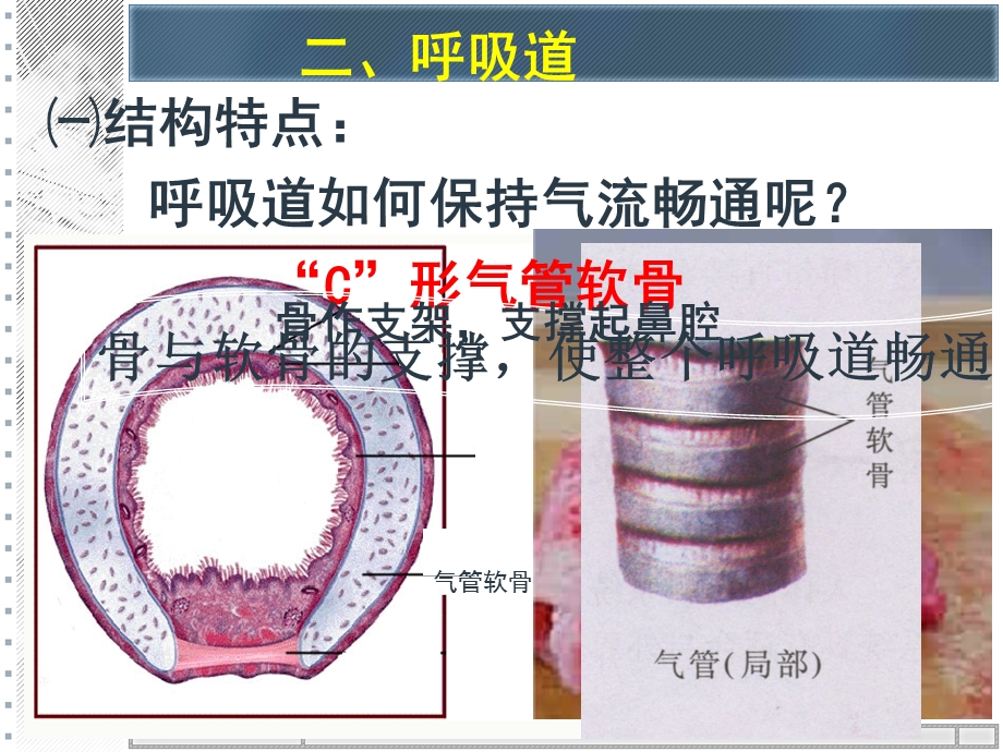 呼吸道对空气处理课件.pptx_第3页