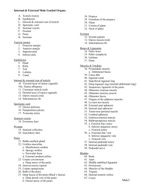 Internal External Male Genital Organs：内部和外部的雄性生殖器官.doc