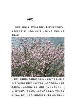 花卉栽培与欣赏艺术作业——梅花.doc