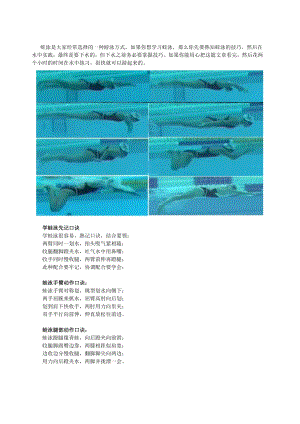 蛙泳教学、蛙泳换气技巧、蛙泳分解动作(图文).doc