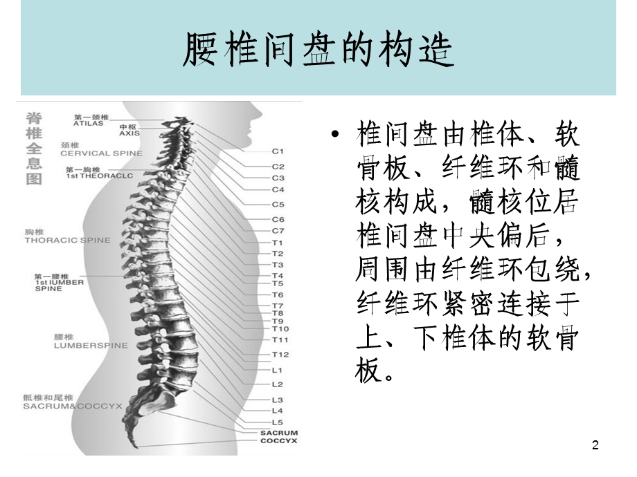 (腰椎间盘突出与腰肌劳损)运动康复幻灯片ppt课件.ppt_第2页