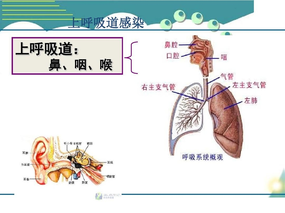 儿童普通感冒合理治疗课件.ppt_第3页