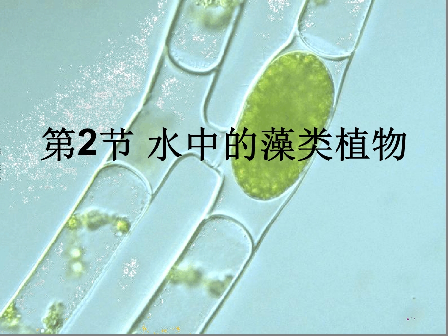 七年级下册生物ppt-水中的藻类植物课件-苏科版.ppt_第1页