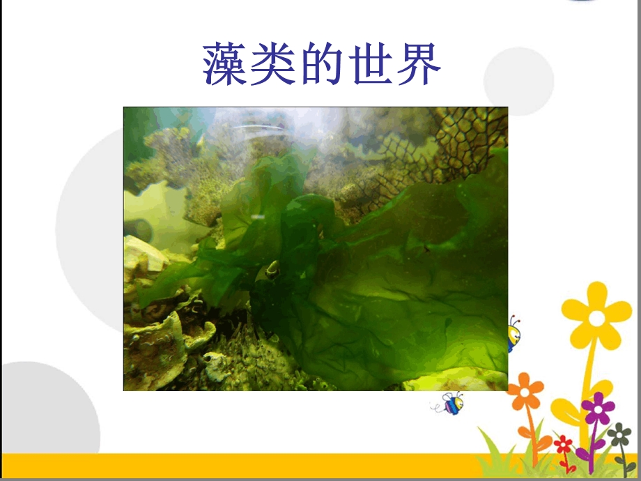 七年级下册生物ppt-水中的藻类植物课件-苏科版.ppt_第2页