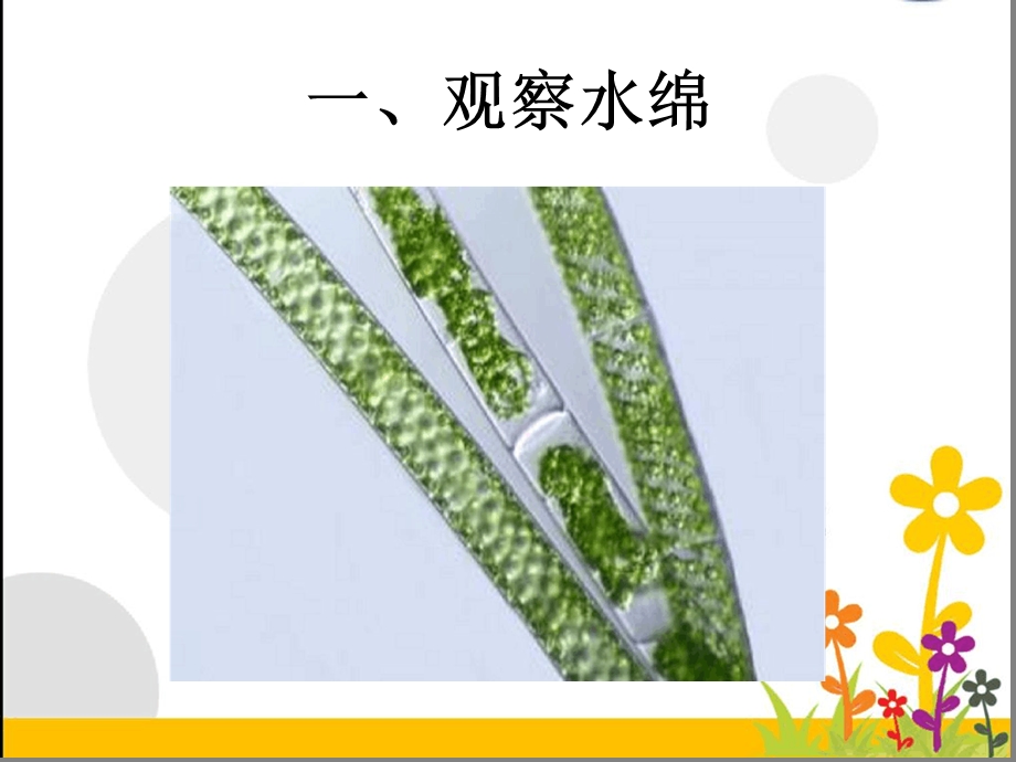 七年级下册生物ppt-水中的藻类植物课件-苏科版.ppt_第3页