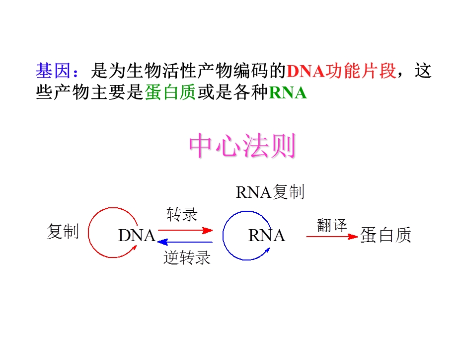 生物化学之DNA的生物合成课件.ppt_第2页