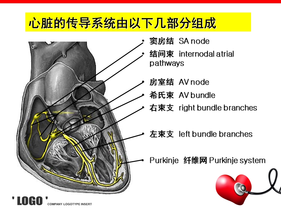 心电图的认识初步(非专科护士)课件.ppt_第3页