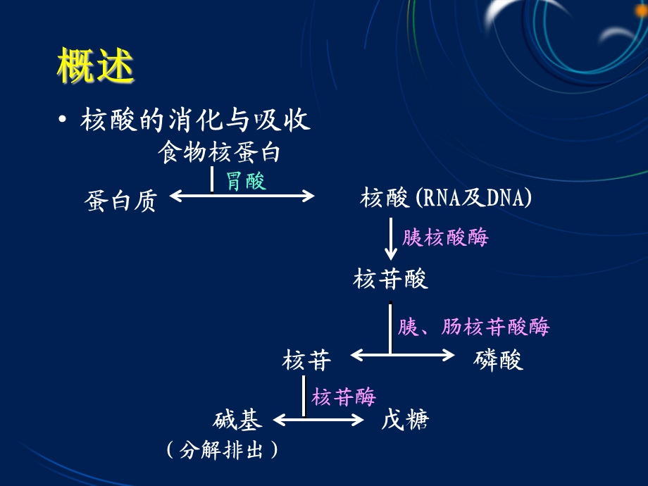 第八章核酸代谢ppt课件.ppt_第2页