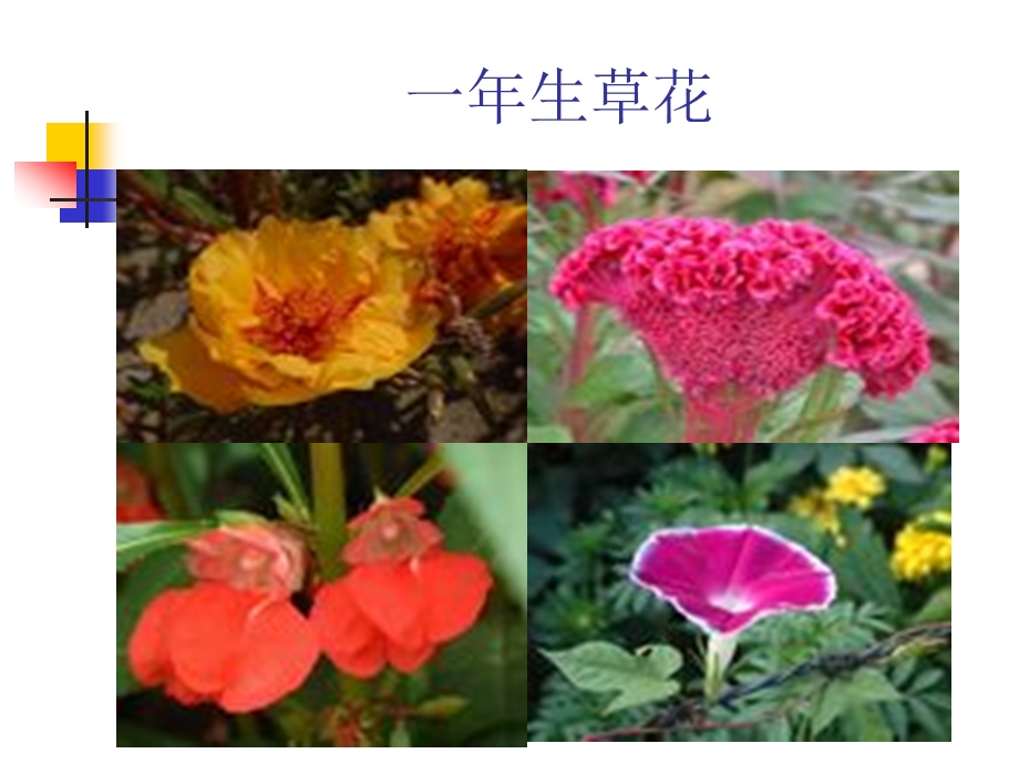 第一章-园林花卉的分类课件.ppt_第3页