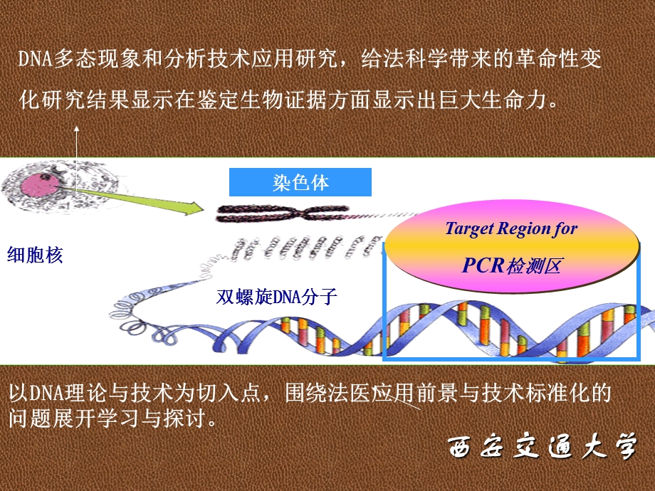 法医DNA理论与技术-课件.ppt_第2页