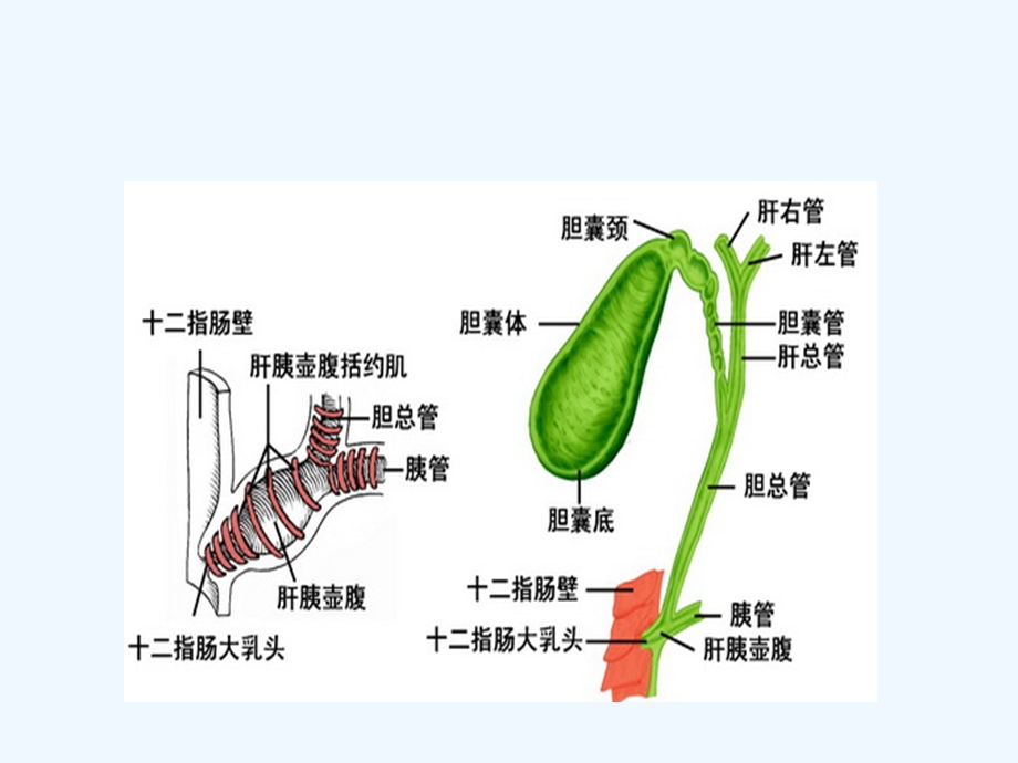 胆管癌诊断鉴别诊断课件.ppt_第3页