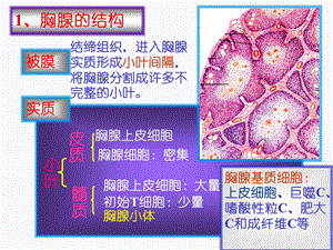 组织学与胚胎学免疫系统（下） 课件.ppt