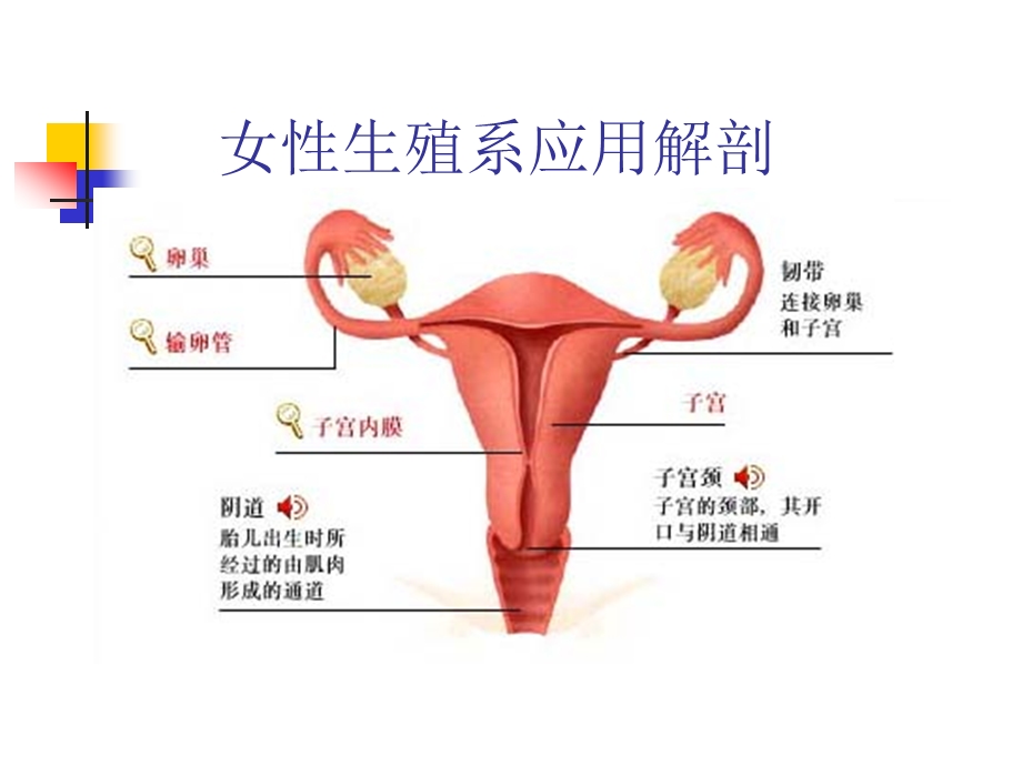 第三章 女性生殖系统常见疾病影像学表现课件.ppt_第2页