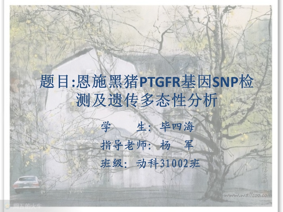 恩施黑猪PTGFR基因SNP检测及遗传多态性分析_毕业答辩课件.ppt_第1页