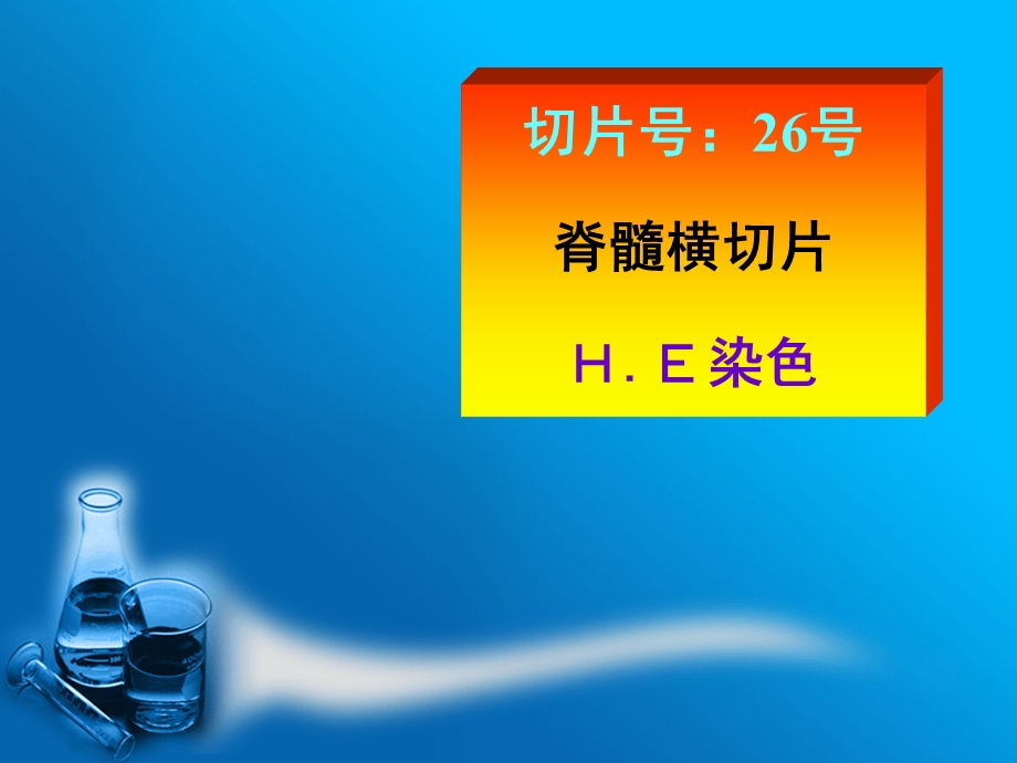 组织学与胚胎学实验考试 实验5 神经组织、神经系统课件.ppt_第3页