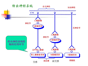 第三章拟胆碱药和抗胆碱药 ppt课件.ppt