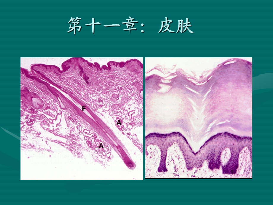 组织胚胎学--第11章皮肤课件.ppt_第1页