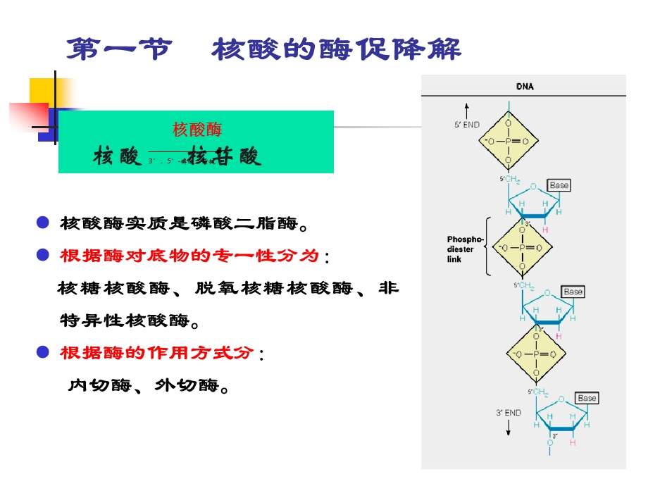 生物化学09 核酸降解和核苷酸的代谢课件.ppt_第2页