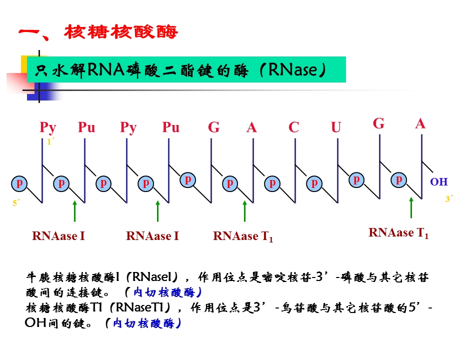 生物化学09 核酸降解和核苷酸的代谢课件.ppt_第3页