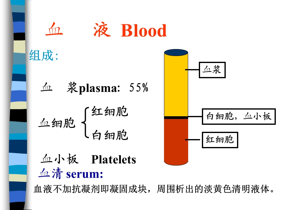 组织学与胚胎学血液与肌组织课件.ppt_第2页