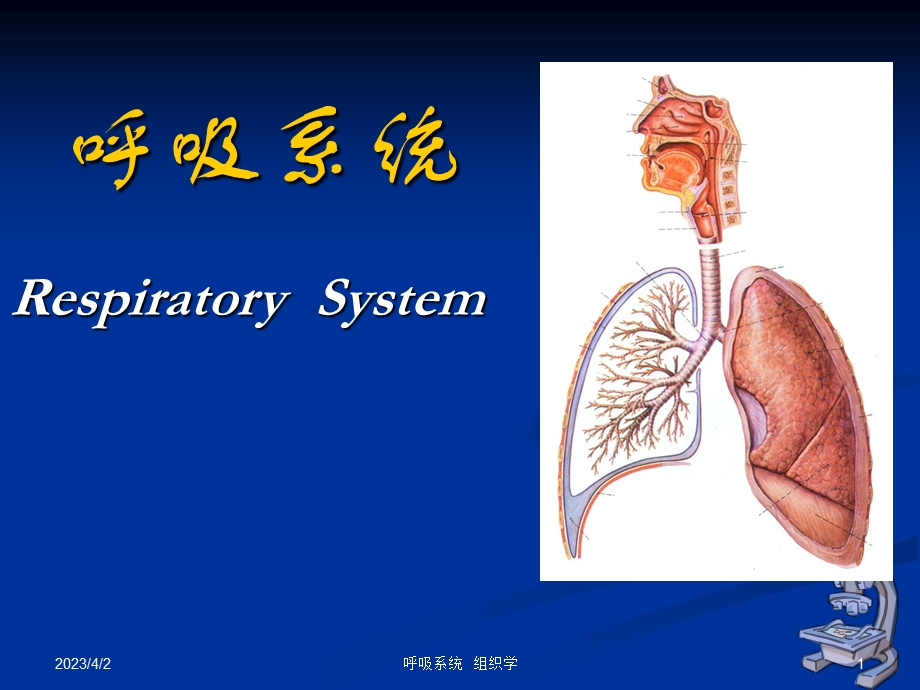 组织学与胚胎学 呼吸系统-ppt课件.ppt_第1页